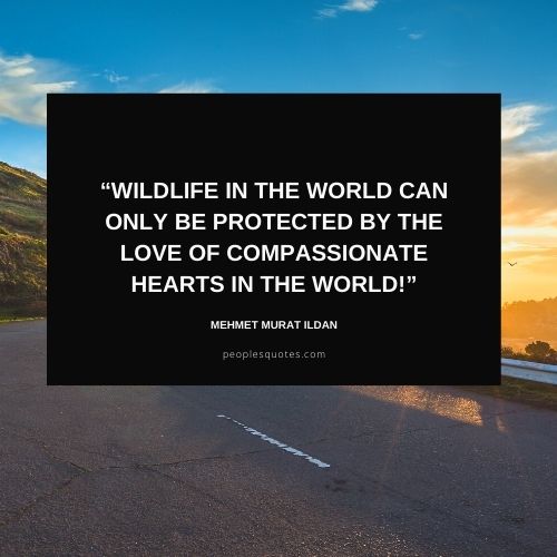 Quotes about Protecting Wildlife with Images