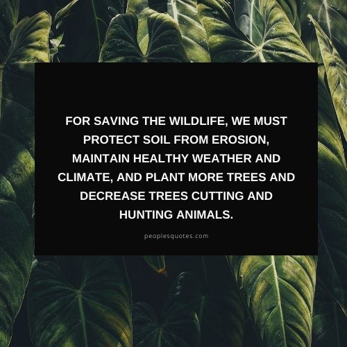 saving the wildlife quotes