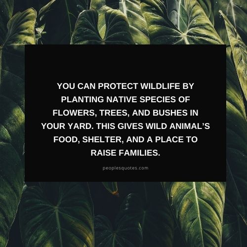 how to protect wildlife sayings and images