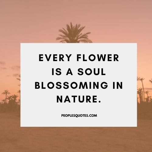 The Beauty Of Nature Quotes

